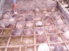 Coconut Shell as Filler